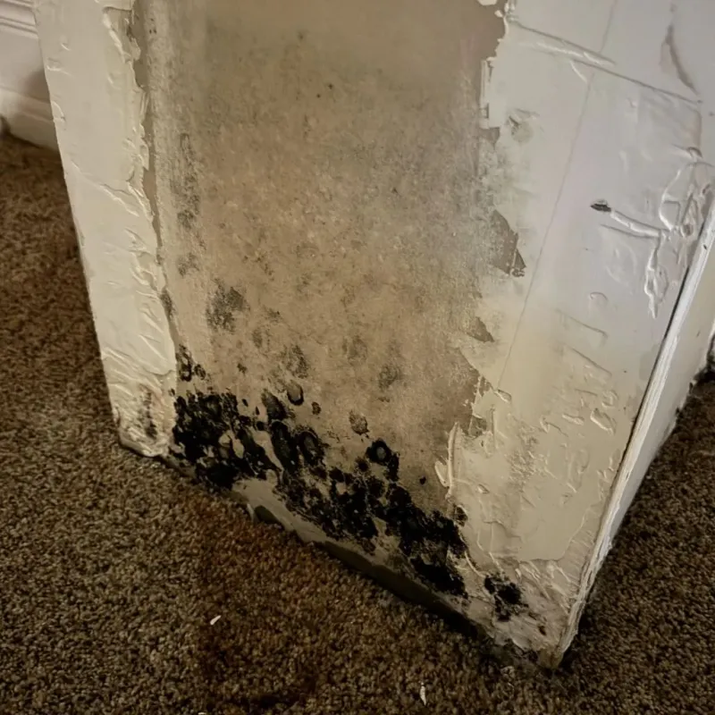 Professional Mold Removal in Hawkins County, TN